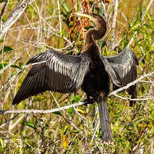 An anhinga drying its spread wings on a railing along the Anhinga Trail, Everglades National Park.