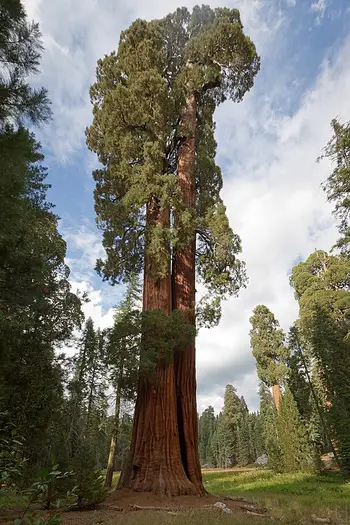 Two giant sequoias towering over the forest floor along a trail in Sequoia National Park.