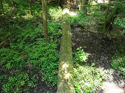 Forested floodplain near the Congaree boardwalk, close to the Longleaf and Bluff primitive campsites.