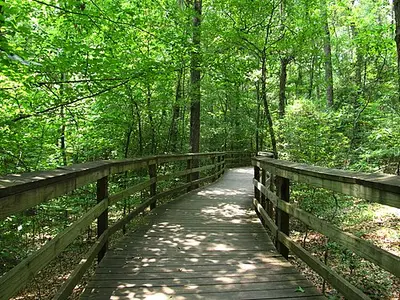 The elevated Boardwalk Loop running through bald cypress and tupelo at Congaree National Park.