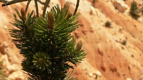 Detail of an intermountain bristlecone pine (Pinus longaeva) along the Bristlecone Loop near Rainbow Point.