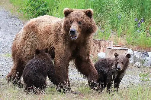 A brown bear sow with two spring cubs along the Brooks River corridor near the camp trail.