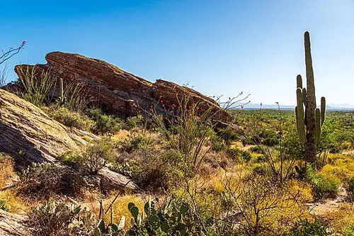 Wide saguaro-covered valley view of the kind seen from the Valley View Overlook in Saguaro National Park.
