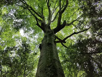 Looking up into the green hardwood forest canopy along a New River Gorge rim trail.