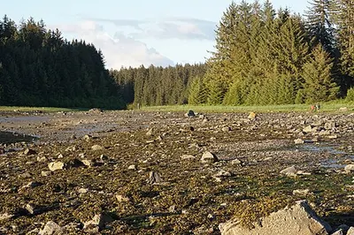 Spruce and hemlock forest meets the gravel beach at Bartlett Cove, the forest grown back on ground the glacier left about 250 years ago.