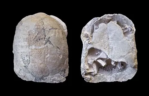 Fossil land tortoise Stylemys nebrascensis of the kind preserved along the Fossil Exhibit Trail.