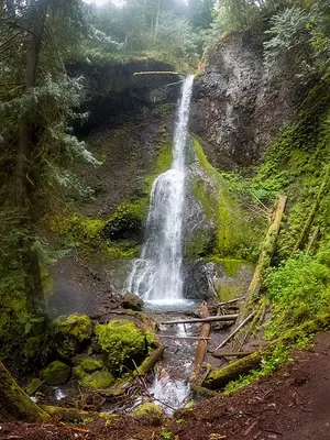 Fern-walled Marymere Falls cascade near Lake Crescent.