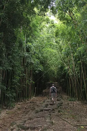 Dense bamboo forest along the Pīpīwai Trail in the Kīpahulu District, the four-mile route to Waimoku Falls.