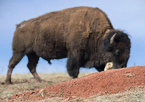 A bison grazing in an active black-tailed prairie dog town at Wind Cave National Park