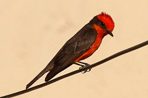 A vermilion flycatcher perched at Rattlesnake Springs, a migratory-bird oasis and the easy flat surface walk at Carlsbad Caverns.