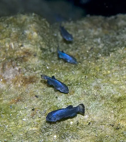 A small blue desert pupfish over a submerged algae mat, illustrating the Death Valley pupfish family (image depicts the Devils Hole pupfish, Cyprinodon diabolis, a sibling of the Salt Creek pupfish, Cyprinodon salinus).