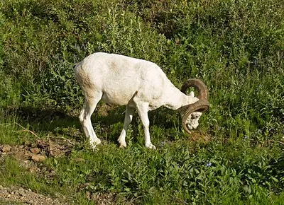 A white Dall sheep on a rocky slope in Denali National Park, the kind seen above the Savage River Loop.