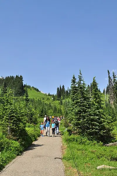 Skyline Trail crossing the Paradise wildflower meadow below Mount Rainier in August.