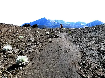 A silversword on the Keoneheʻeheʻe (Sliding Sands) Trail with the crater basin behind it in the Summit District.