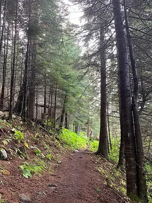 A footpath winding through Isle Royale boreal forest on a Rock Harbor day-hiking route.