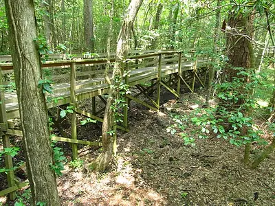 Elevated boardwalk through the floodplain forest near the Weston Lake Loop in Congaree National Park.