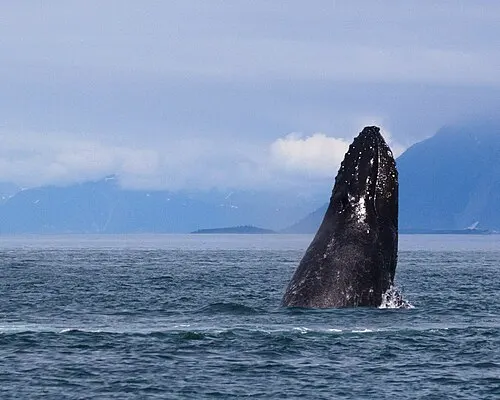 A humpback whale raises its head above the water in Glacier Bay, the kind of sighting visible from the Bartlett Cove dock.