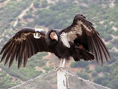 A wing-tagged California condor perched on rock at Pinnacles National Park, seen from the Condor Gulch area.