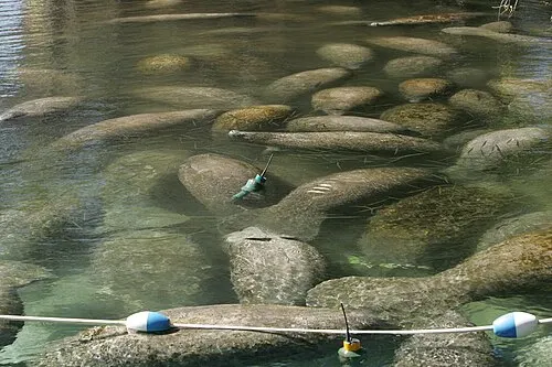 A West Indian manatee in warm shallow water, the species families watch for from the Convoy Point jetty.