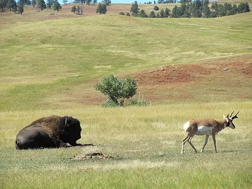 Bison and pronghorn grazing across a prairie dog town beside the road at Wind Cave National Park