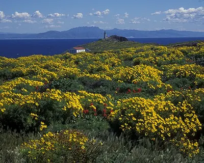 Anacapa Island headlands in spring with blooming giant coreopsis and the lighthouse, looking west along the islets.
