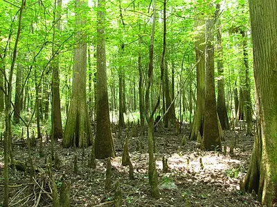 The Lower Boardwalk crossing dark reflective floodplain water past cypress knees in Congaree National Park.