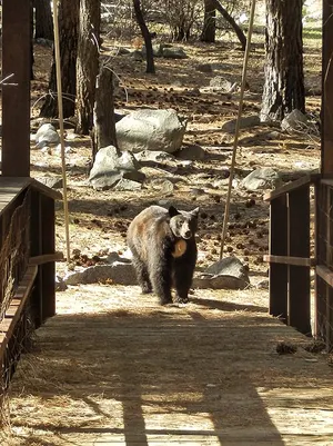 A black bear foraging on the Cedar Grove valley floor near the South Fork of the Kings River in Kings Canyon.