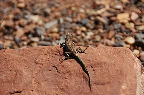 Lizard on the red Moenkopi Formation rock at Goosenecks Point above Sulphur Creek in Capitol Reef National Park.