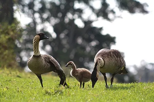 A Nēnē, the endangered endemic Hawaiian goose, on dark volcanic ground at the caldera rim.