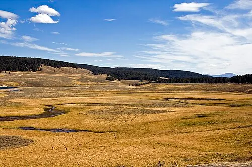 Wide view of the Yellowstone River winding through the open meadows of Hayden Valley.