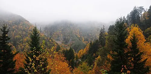 Fog rising through the valley of Walker Camp Prong from Morton Overlook on Newfound Gap Road.