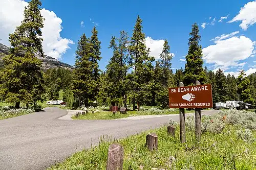 Forested loop road at Pebble Creek Campground in the northeast corner of Yellowstone.