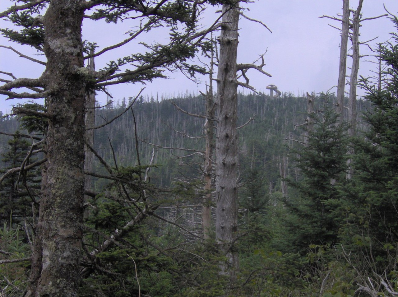 The concrete observation tower at Kuwohi (formerly Clingmans Dome) seen from the Appalachian Trail at Mount Love